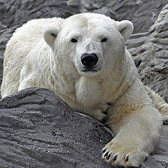 фото "Полярный медведь"