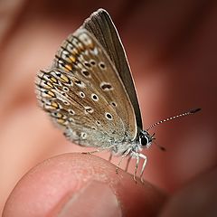 photo "Manual butterfly"