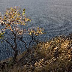 фото "И на камнях растут деревья ...(6)"