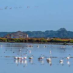 photo "TEJO Estuary"