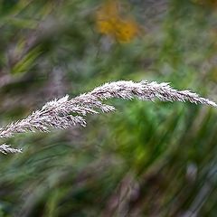 photo "Windswept"