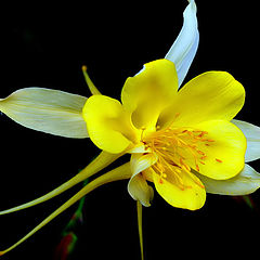 photo "Little Yellow Flower"