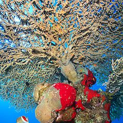 photo "Patterns Red Sea"