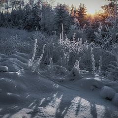 фото "Простая красота..."