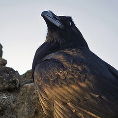 фото "Raven ..."