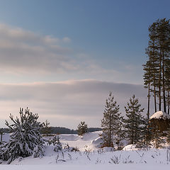 фото "Снег и сосны"