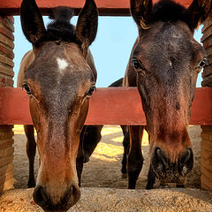 photo "El triste retrato"