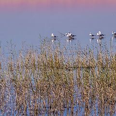 photo "Birds..."