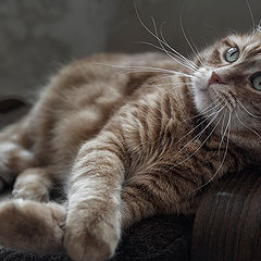 photo "My cat"