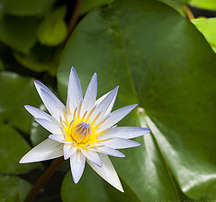 photo "Water lily"