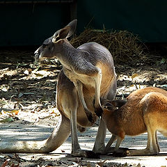 photo "Pickpocket"