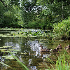 photo "Duck Paradise"