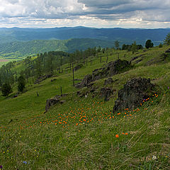 photo "When the "Jiarki" bloom"