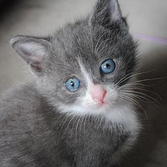 photo "kitty"