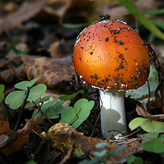 photo "Last the fly agaric"