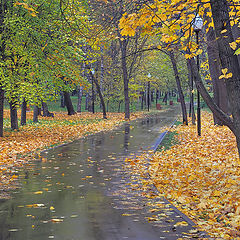 photo "the autumn avenue in park"