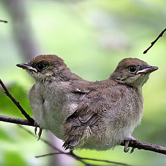 photo "Two-headed nestling"