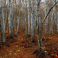 фото "Осень ковров"