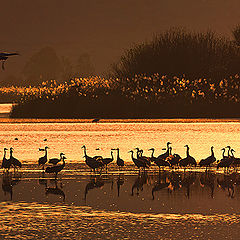 photo "Golden morning"