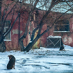 фото "Про зимнюю собачью жизнь"