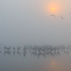 photo "Morning fog"