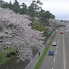 photo "Sakura highway"
