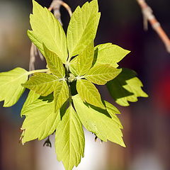 photo "The first leaves"