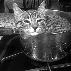 photo "Kat In Pot"