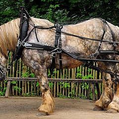 фото "Belgian drafthorse"