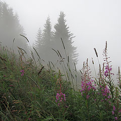 photo "Willow-herb on foggy background"