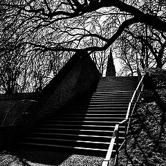 фото "Ветви и лестница"