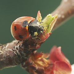 фото "Пробуждение весны"