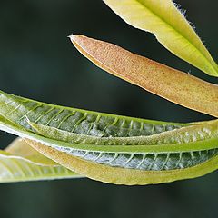 фото "Green Canoes"