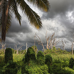 фото "Тропический пейзаж"