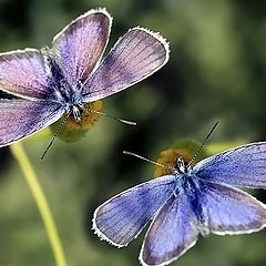 фото "Посиделки"