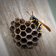 photo "Life on the shovel"