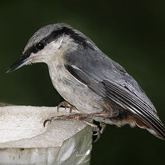 photo "A young nuthatch"