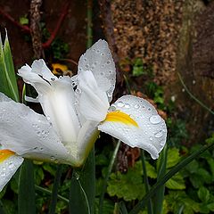 фото "After The Rain"