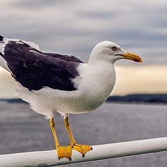 photo "Seagull"