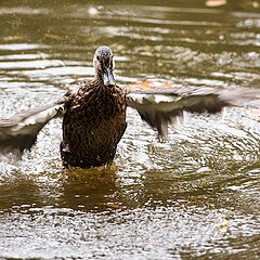 фото "take off"