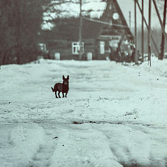 photo "год собаки"