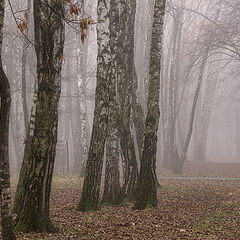 фото "Туман в городском парке"