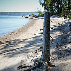 photo "мёртвое дерево"