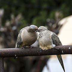 фото "Dove in Love"