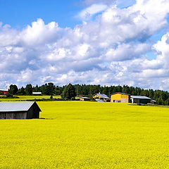 photo "Steading"