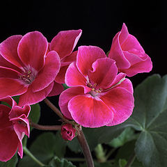 photo "Geranium"