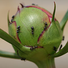 photo "Planet Peony"