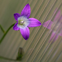 photo "The first bell"