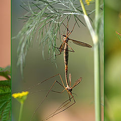 photo "Insect love"