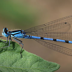 photo "Blue dragonfly"